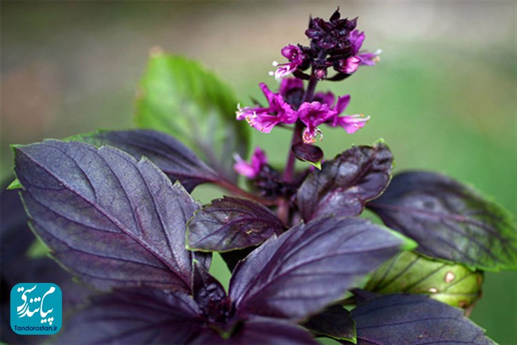 خواص ریحان بنفش  از دیدگاه طب سنتی (ایرانی) و شایعه سرطان‌ زا بودن