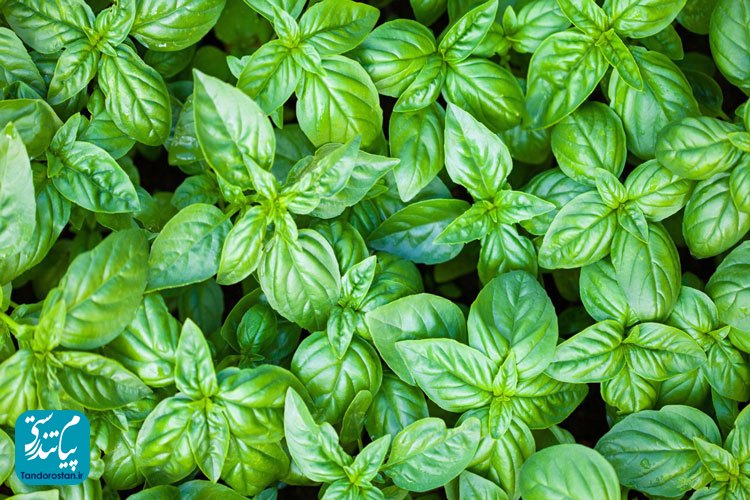خواص ریحان از دیدگاه طب سنتی ایرانی