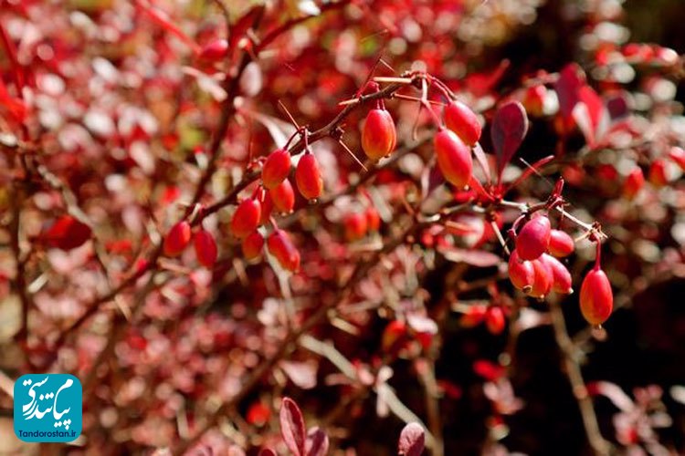 با دیدگاه طب سنتی ایرانی زرشک برای چه کسانی مضر است؟
