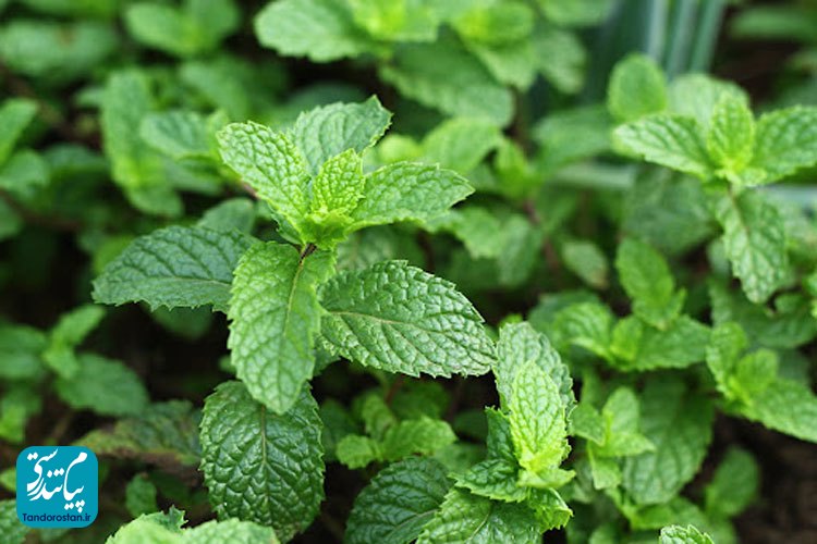 آشنایی با خواص نعنا در طب سنتی ایرانی