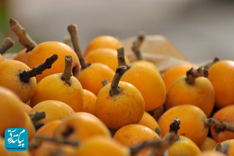 تفاوت خواص ازگیل‌ ژاپنی (گلابی‌ جنگلی یا ازگیل‌ وحشی) با ازگیل واقعی (کونوس)