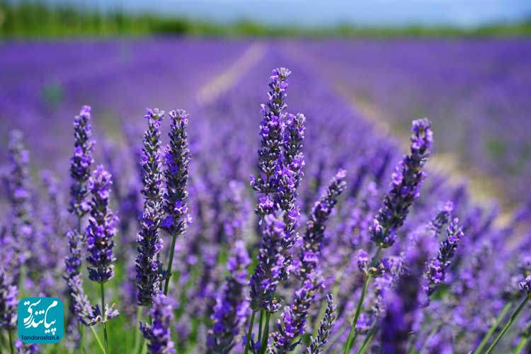 شربت اسطوخودوس، مکمل مراقبت های استاندارد در بیماران مبتلا به کووید-۱۹ خفیف تا متوسط: کارآزمایی بالینی تصادفی کنترل دار