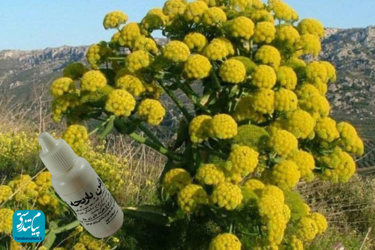 اثربخشی روغن باریجه موضعی با حجامت خشک در بیماران بستری در بیمارستان کووید-۱۹: کارآزمایی بالینی تصادفی
