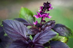 خواص ریحان بنفش  از دیدگاه طب سنتی (ایرانی) و شایعه سرطان‌ زا بودن