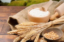مزاج و خواص گندم در طب سنتی ایرانی