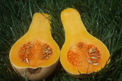 خواص کدو حلوایی در طب سنتی ایرانی