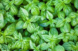 خواص ریحان از دیدگاه طب سنتی ایرانی