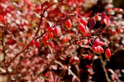 با دیدگاه طب سنتی ایرانی زرشک برای چه کسانی مضر است؟