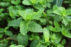 آشنایی با خواص نعنا در طب سنتی ایرانی