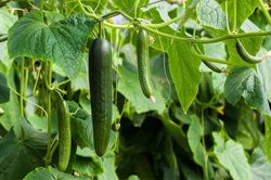 خواص و ضررهای خیار در دیدگاه طب سنتی ایرانی