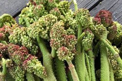 بررسی خواص و احتیاط مصرف ریواس در طب سنتی ایرانی